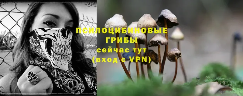 Псилоцибиновые грибы Psilocybe  маркетплейс какой сайт  Инза 